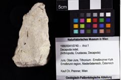 Foto (Objket + Etiketten) von Decapoda indet. 